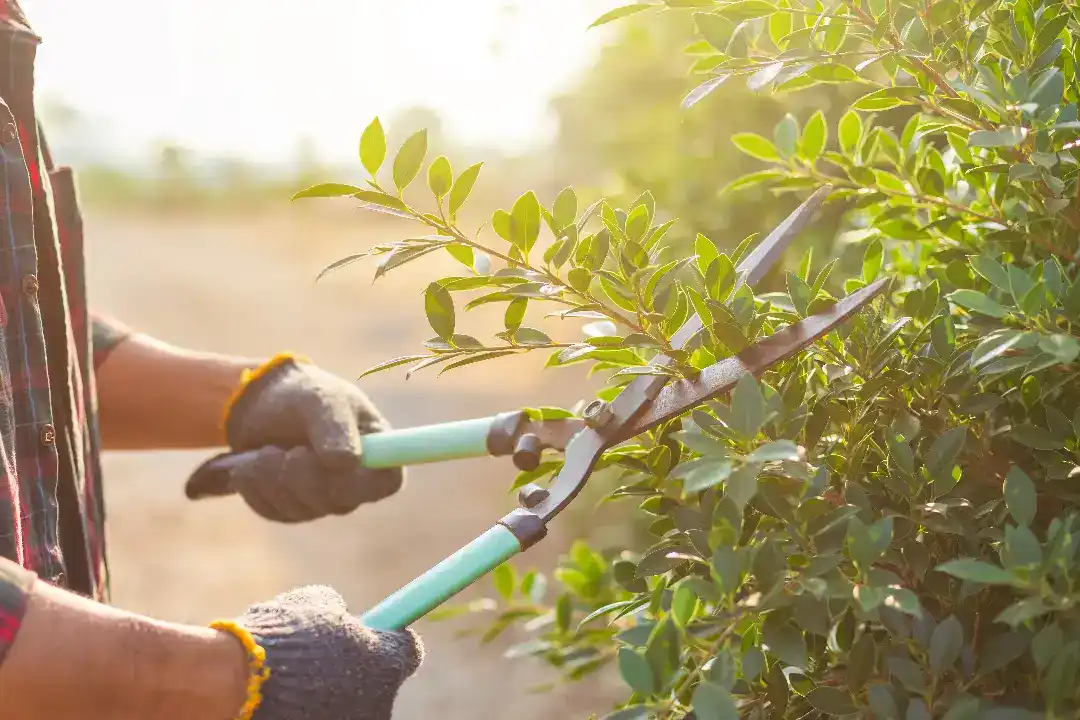 Gardeners Blackburn