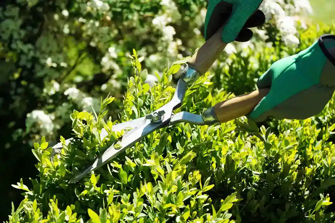 Gardeners Blackburn